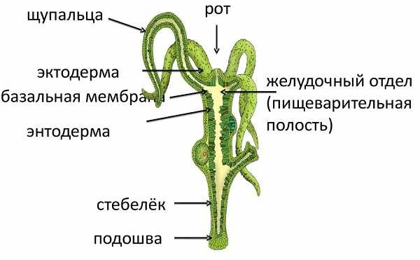 Что такое кракен шоп