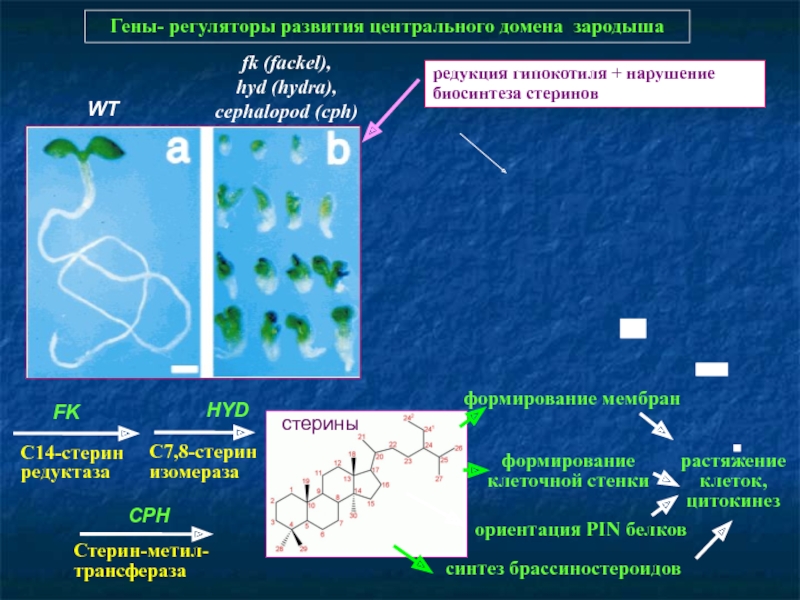 Kraken зайти на сайт